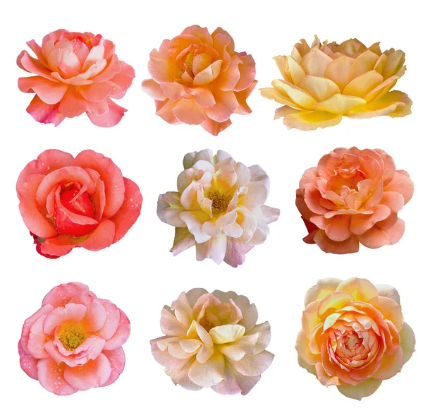 Set Nove Fiori Rosa Rosa Arancio Isolati Sfondo Bianco — Foto Stock