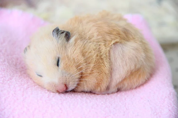 Hamster Syrien Dort Sur Une Couverture — Photo