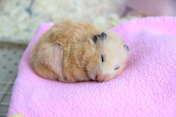 Suriyeli hamster battaniyenin üzerinde uyur.