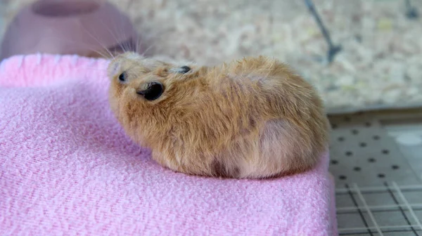 Syrischer Hamster Gähnt Auf Einer Decke — Stockfoto