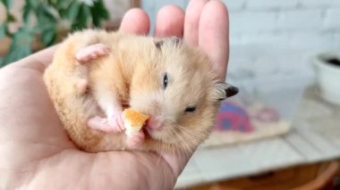 Suriyeli hamster sahibinin elinde ekmek yiyor.