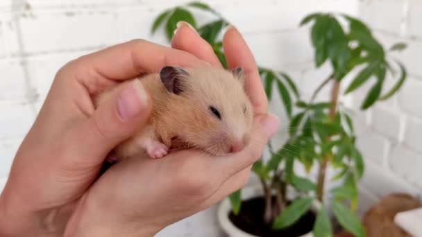 Mulher mão acaricia um hamster sírio, vídeo 4K — Vídeo de Stock