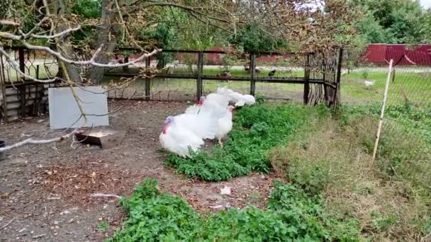 Turkeys walking around the paddock on the farm — Stock Video