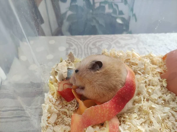 Syrischer Hamster Frisst Eine Apfelschale — Stockfoto