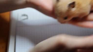Suriyeli hamster sahibinin ellerinde sürünüyor.