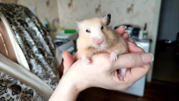 Hamster Syrien Est Nourri Avec Des Graines Sur Les Mains — Video