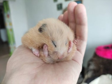 Suriyeli hamster sahibinin elinde uyur.