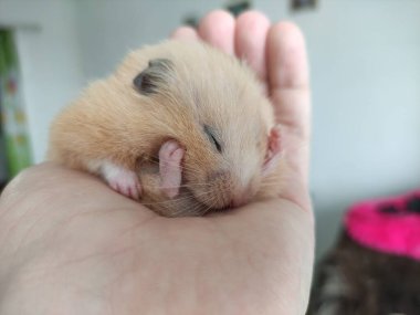 Suriyeli hamster sahibinin elinde uyur.