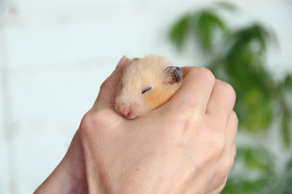 Hamster Sírio Dorme Mão Proprietário — Fotografia de Stock