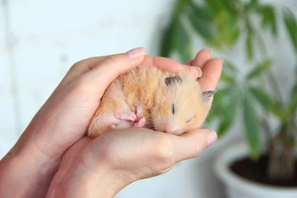 Suriyeli hamster sahibinin elinde uyur.