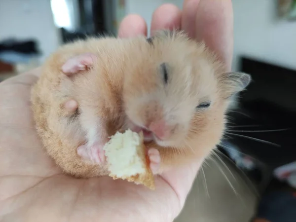 Syrische Hamster Eet Hand Van Eigenaar — Stockfoto