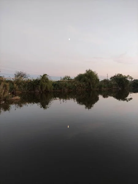 Lua Lago Juncos Noite Foto Vertical — Fotografia de Stock