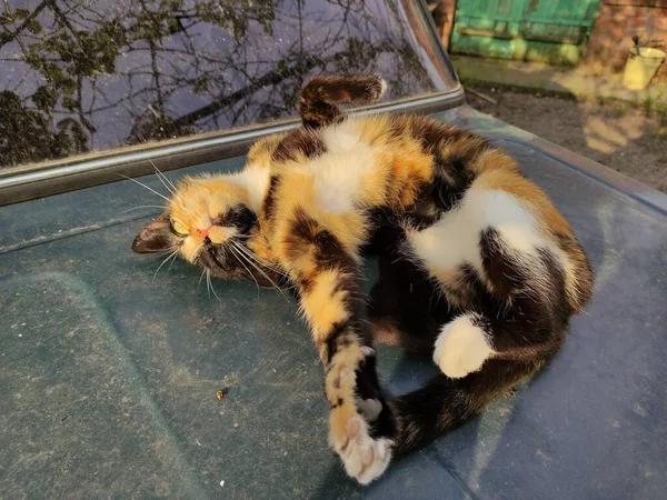 Tortoiseshell Katt Med Gula Ögon Ligger Sidan — Stockfoto