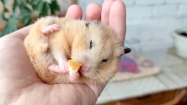 Suriye hamsterı elleriyle yer.