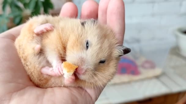 Hamster syrien mange sur les mains — Video