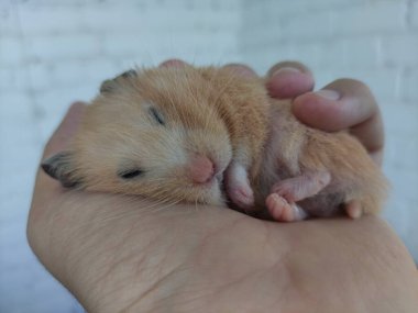Suriyeli hamster sahibinin elinde uyur.