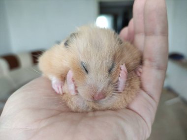 Suriyeli hamster sahibinin elinde uyur.