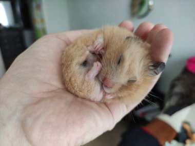 Suriyeli hamster sahibinin elinden yiyor.