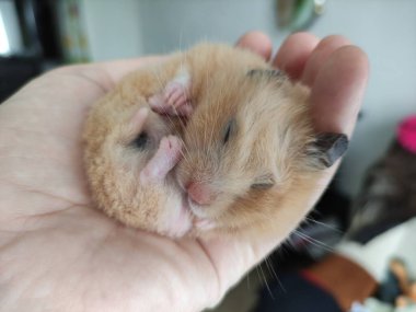 Suriyeli hamster sahibinin elinden yiyor.