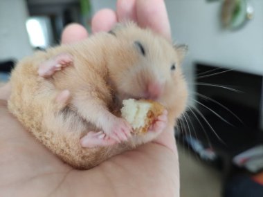 Suriyeli hamster sahibinin elinden yiyor.