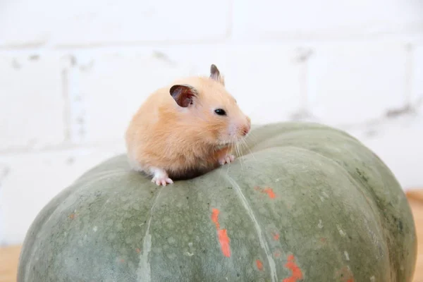 Hamster Syrien Sur Citrouille — Photo