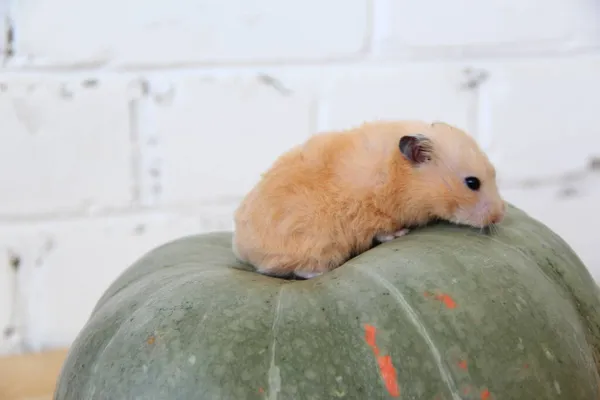 Balkabağında Suriye Hamsterı — Stok fotoğraf