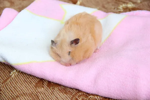 Schöne Syrische Hamster Schläft Auf Einer Rosa Decke — Stockfoto