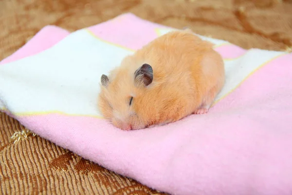 Söt Syrisk Hamster Sover Rosa Filt — Stockfoto