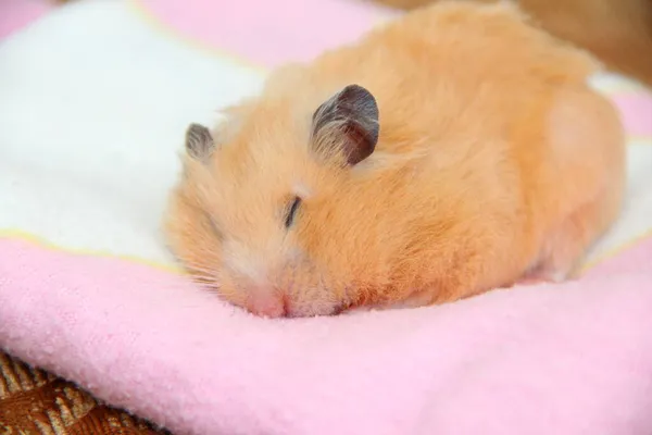 Mignon Hamster Syrien Dort Sur Une Couverture Rose — Photo