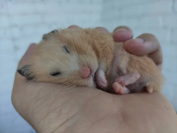 Syrische Hamster Slaapt Hand Van Eigenaar — Stockfoto