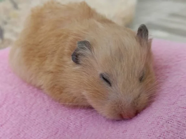 Şirin Suriye hamsterı pembe bir battaniyenin üzerinde uyur.