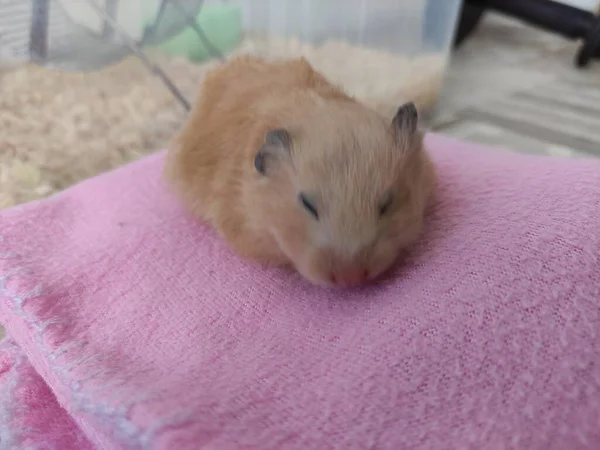 Bonito Hamster Sírio Dorme Cobertor Rosa — Fotografia de Stock