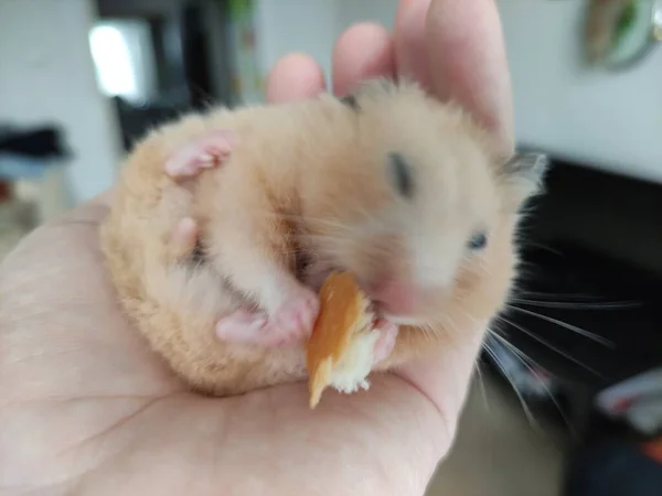 Syrischer Hamster Frisst Der Hand Seines Besitzers — Stockfoto