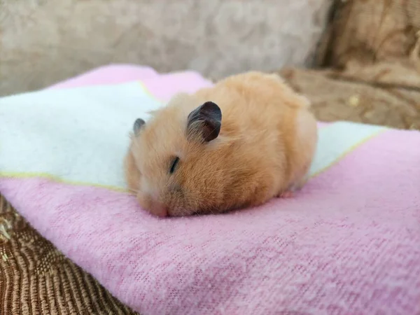 Golden Hamster Sleeps Pink Blanket Close — Stock Photo, Image
