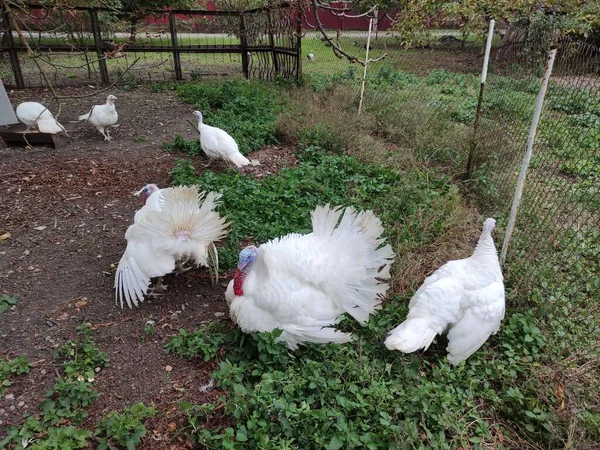 White Turkeys Walking Farm Yard — Stock Photo, Image