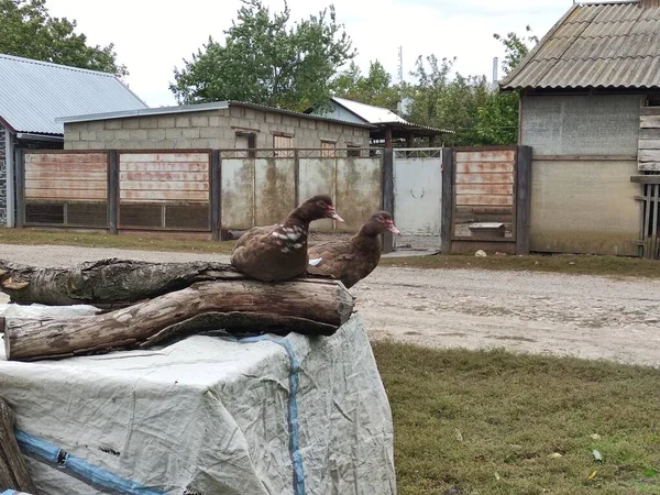 Los Patos Sientan Tronco Una Granja — Foto de Stock