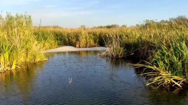 Reed göleti, mavi gökyüzü ve akan su, video
