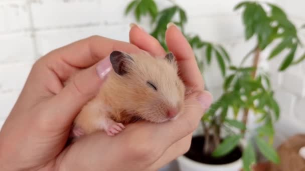 Hamster är smekt i kvinnliga händer — Stockvideo