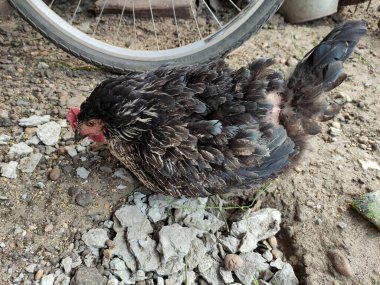 Çiftlik bahçesinde hasta tavuk