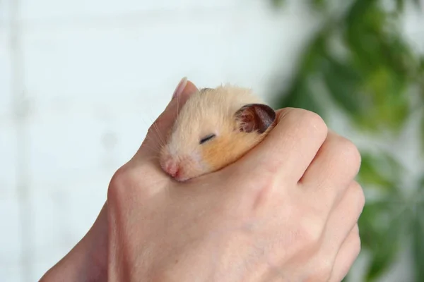 Hamster Sírio Dorme Nas Palmas Das Mãos Proprietário — Fotografia de Stock