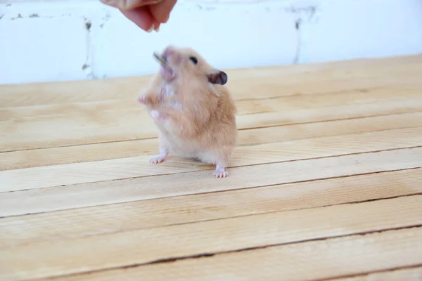 Syrian Hamster Hand Fed Wooden Background — Stock Photo, Image