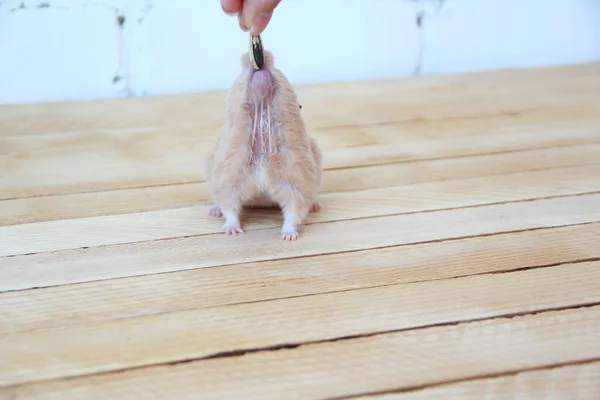 Syrische Hamster Hand Gevoed Houten Achtergrond — Stockfoto