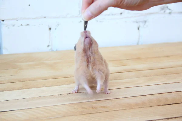 Hamster Sírio Alimentado Mão Fundo Madeira — Fotografia de Stock
