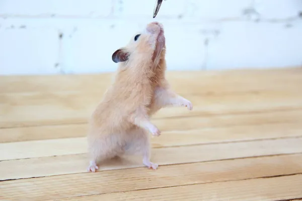 Hamster Sírio Alimentado Mão Fundo Madeira — Fotografia de Stock