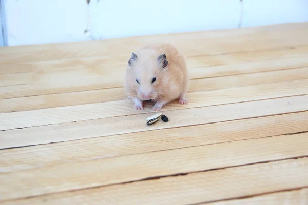 Suriye Hamsterı Tahta Arka Planda Ayçekirdeği Yiyor — Stok fotoğraf