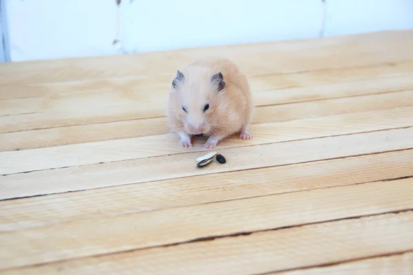 Syrischer Hamster Isst Sonnenblumenkerne Auf Hölzernem Hintergrund — Stockfoto