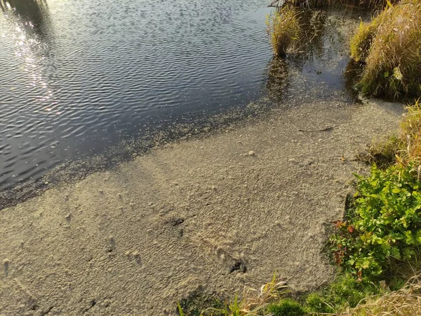 Μικρή Λιμνούλα Καλάμια Καλυμμένα Λάσπη — Φωτογραφία Αρχείου