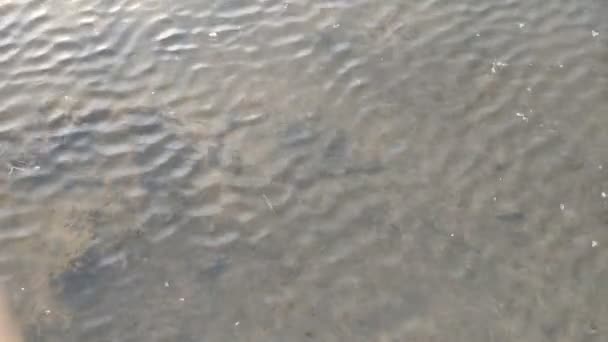 A água flui sobre um fundo lamacento, reflexos de luz sobre a água, vídeo — Vídeo de Stock