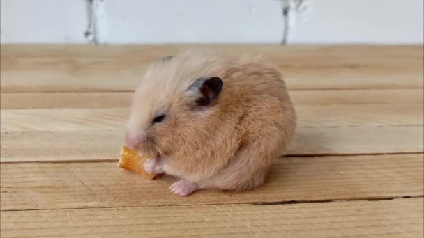 Hamster eating bread, side view, video, close up — Stock Video