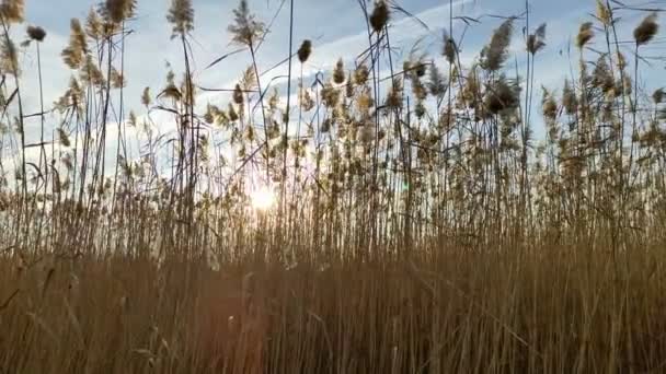 Droge riet zwaaien van sterke wind tegen de ondergaande zon — Stockvideo